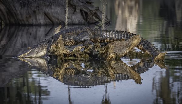 Alligator on a log in the Cypress Island Nature Preserve in Breaux Bridge, Louisiana thumbnail