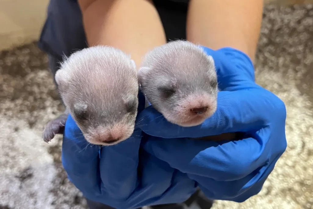 Two black-footed ferrets at three weeks old
