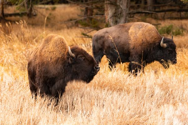 Bison in the Fall Grass thumbnail