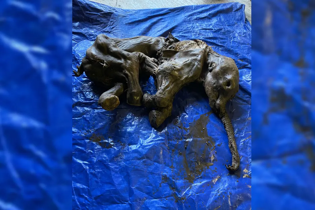 A complete baby woolly mammoth named Nun cho ga from Eureka Creek, Yukon