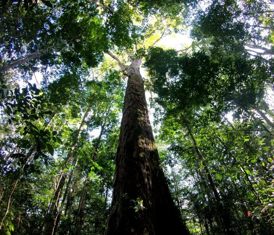 amazon forest trees