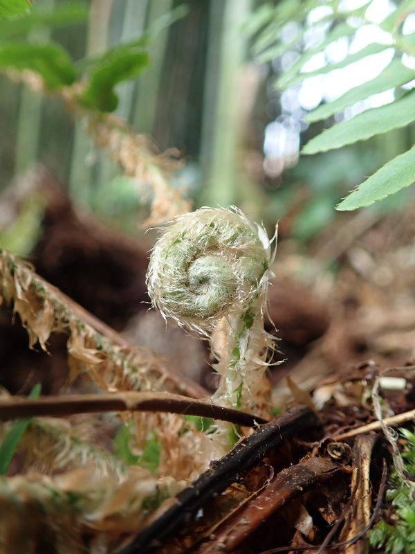 Growing fern thumbnail