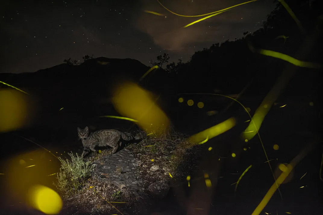 a small wildcat walks through the darkness, illuminated by the blurry trails of fireflies