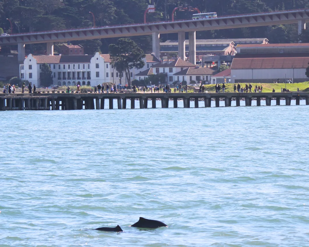 a large and small porpoise in the foreground swim in front of Crissy Field in San Francisco