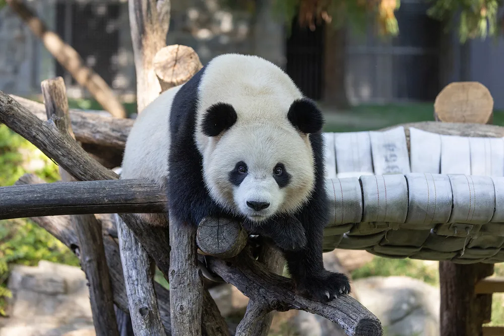 Male giant panda Bao Li plays on a wooden climbing structure.