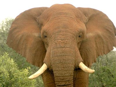 Changila, a male elephant who was later killed by poachers near Samburu National Reserve in Kenya.