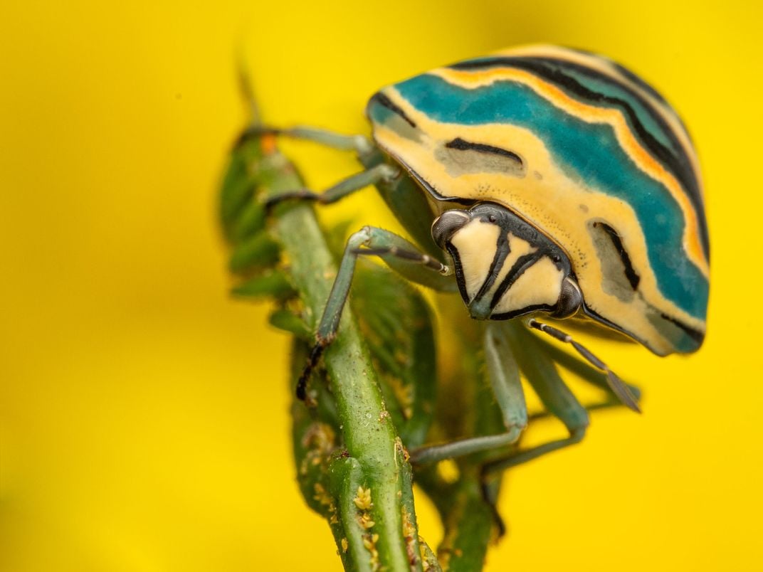 a stinkbug-like insect grips onto a thin green plant and faces the camera, its head and back are yellow with black and blue scalloped stripes on its back and a yellow background