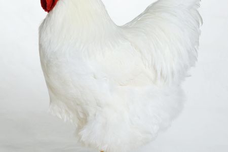A different Wyandotte chicken, this one still with head firmly attached.