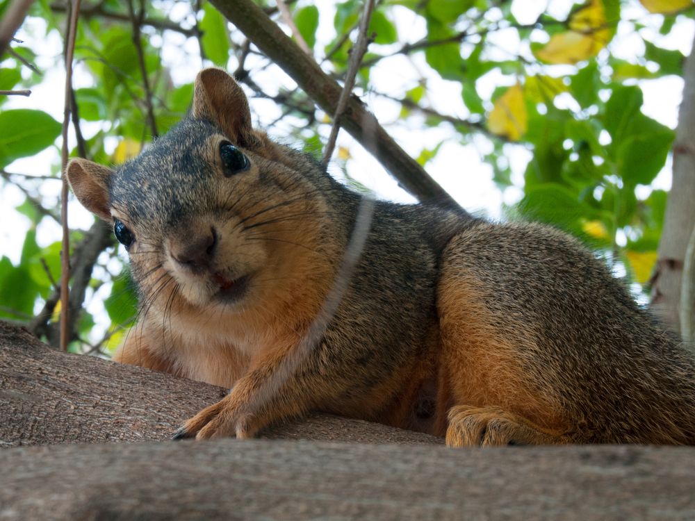 Eastern_fox_squirrel_(Sciurus_niger)_in_a_tree,_Los_Angeles,_California.jpg