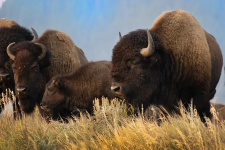 IC-0.1-01_Bison North Entry graphic (bison 1-2 & 4).jpeg