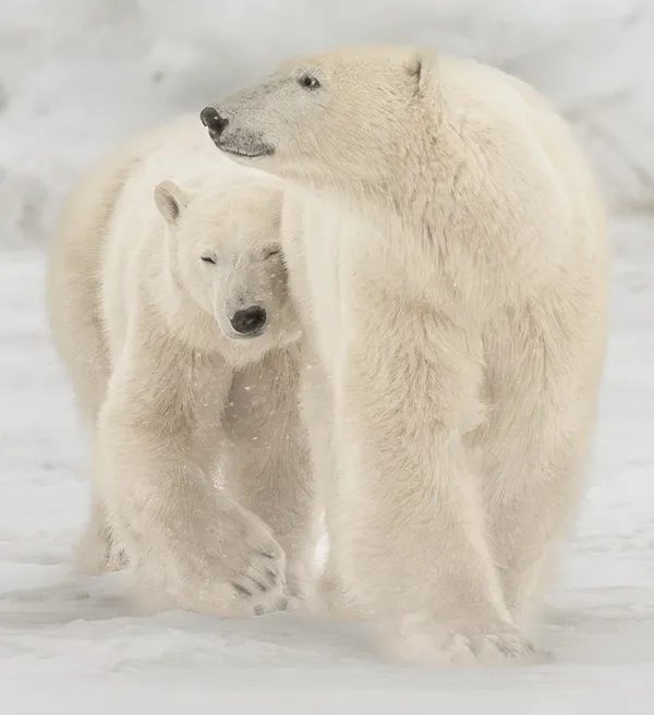 Loving Mother Protecting Her Cub thumbnail