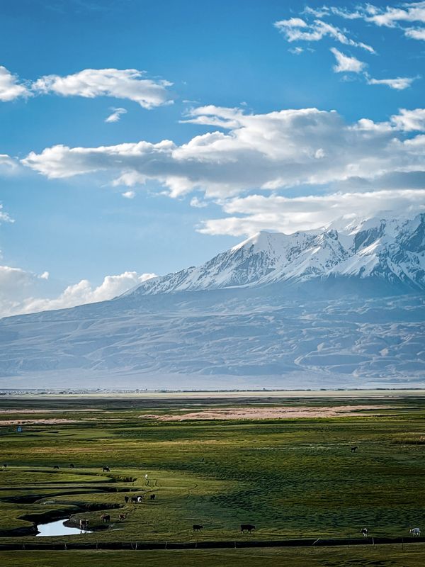 Harmony of Grassland and Snow Peaks thumbnail