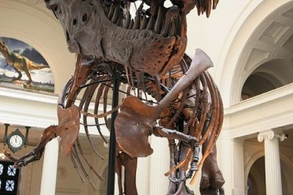 20110520083234Sue-Field-Museum.jpg