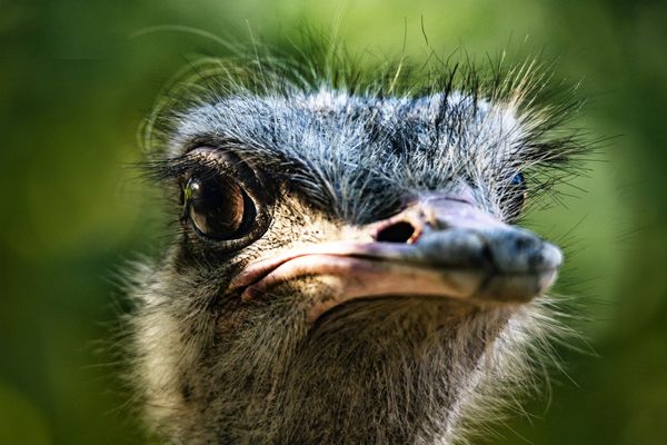 Ostrich Eye thumbnail