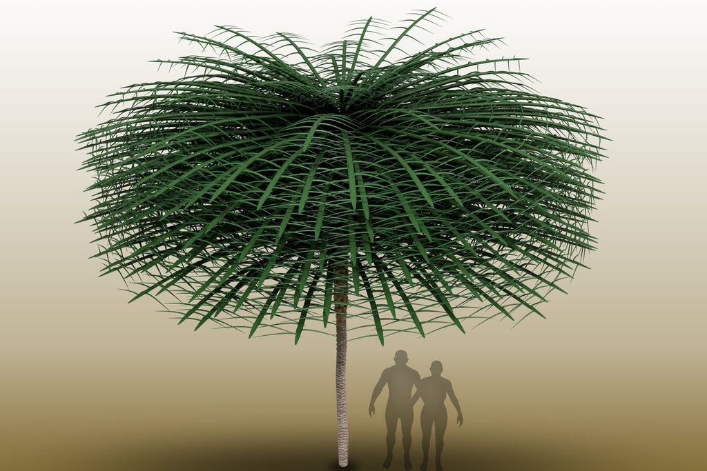 A computer rendering of the tree, with long green branches that create a nearly 20-foot canopy, with two human silhouettes standing beneath, for scale.