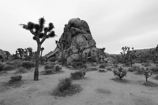 Joshua Tree With Nearby Wildfire thumbnail