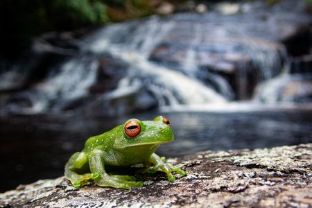 Atlantic forest treefrog Aplastodiscus leucopygius