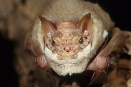 A male wrinkle-faced bat (Centurio senex) seen dangling from his perch. Beneath his chin is a furry skin fold that he pulls up to cover the lower half of the face like a mask during courtship.
