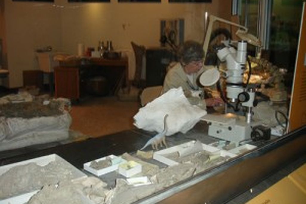20110520083128smithsonian-fossil-prep-300x225.jpg