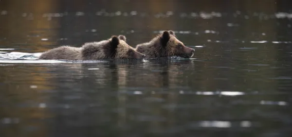 Baby grizzlies swim across lake to mom on other side. thumbnail