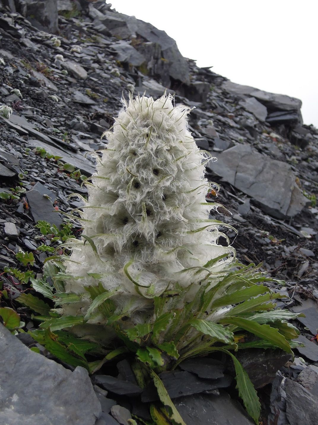 White and green plant on a rocky hill.