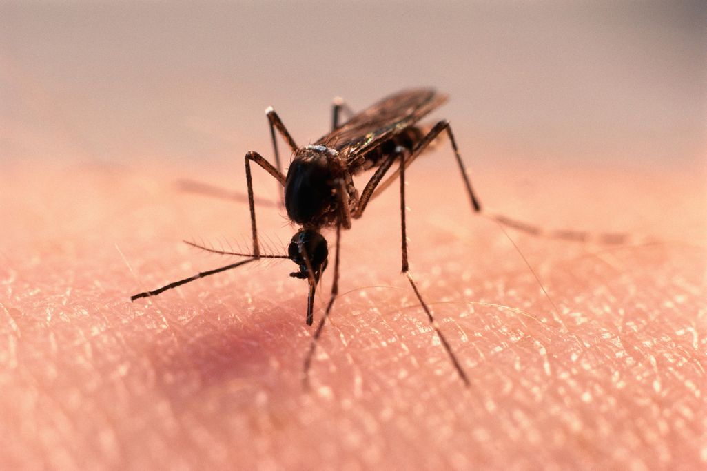 mosquito