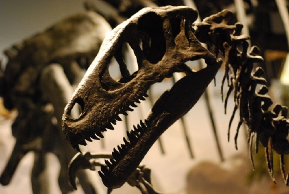 What Do We Really Know About Utahraptor?