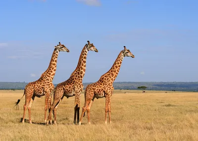 safari-kenya-and-tanzania
