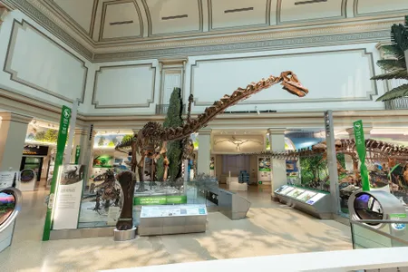 Towering over the Fossil Hall is the plant-eating sauropod Diplodocus, which has been on display since 1931 and now is posed with tail in the air.