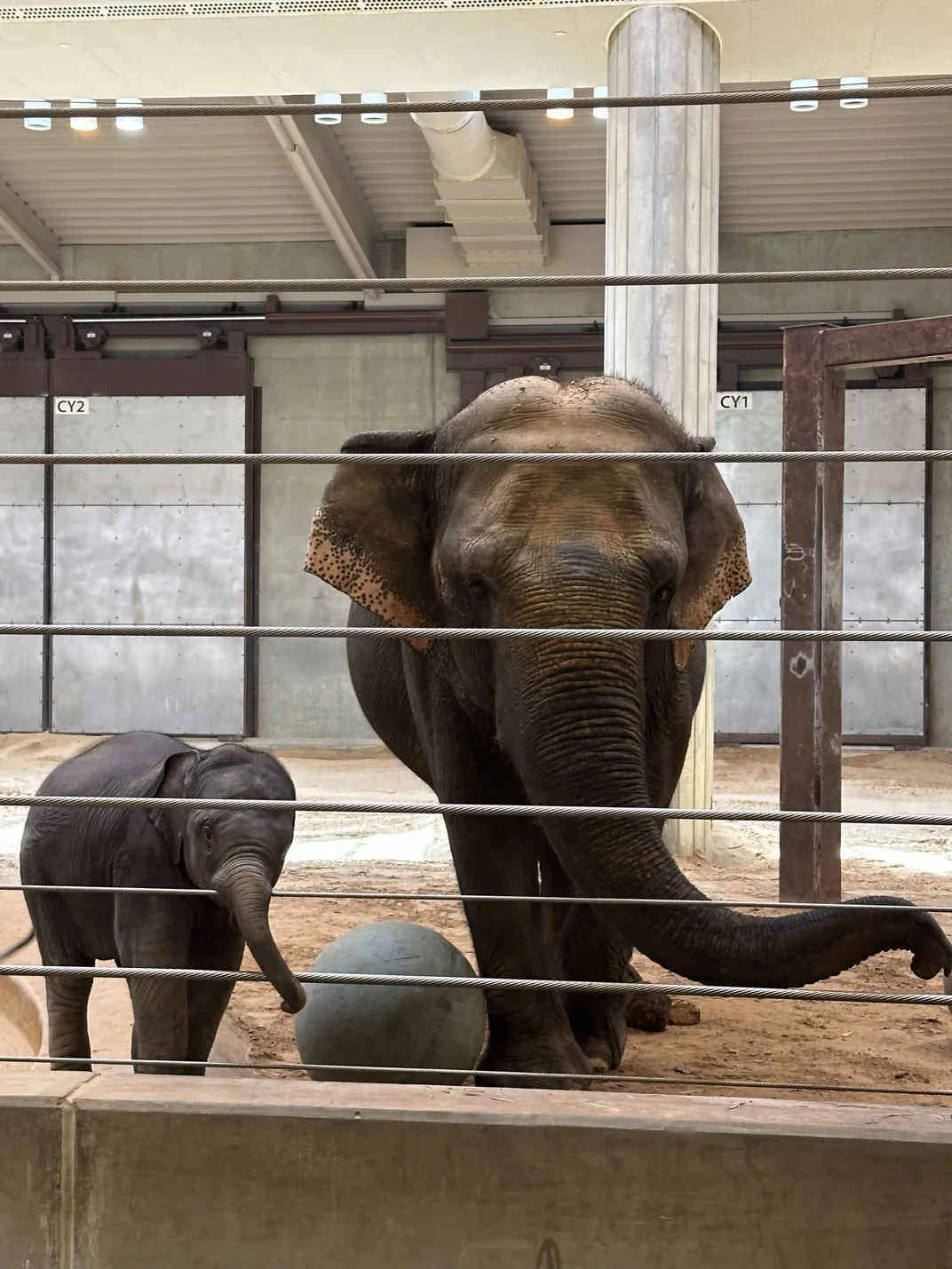 An adult and baby elephant in front of a wire barrier between the enclosure and visitors to the zoo