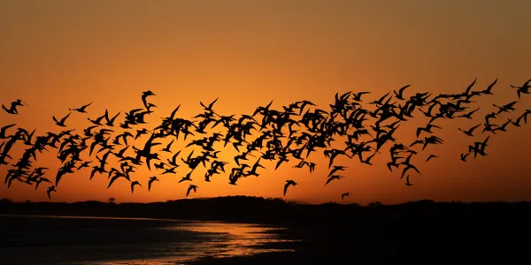 Terns at sunset thumbnail