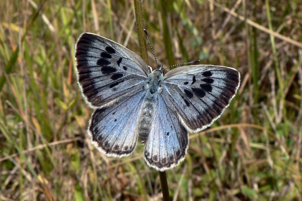 Large Blue butterfly