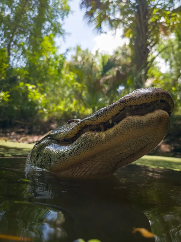Blind Queen of the Swamp thumbnail