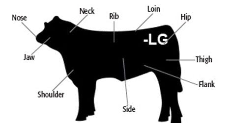 Cattle brands, Horse brand, Ranch names