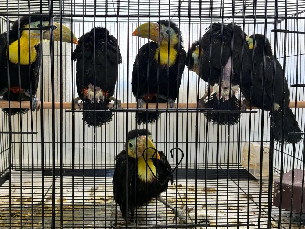 six toucans in a cage