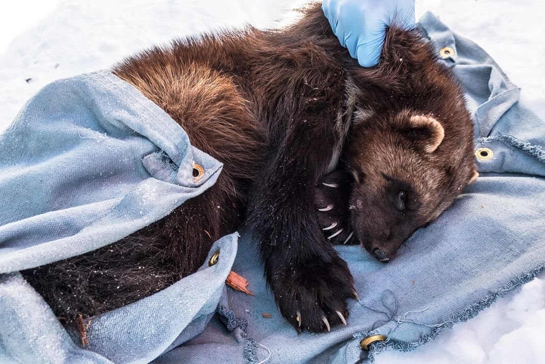 A sedated female wolverine is weighed before researchers outfit her with a collar