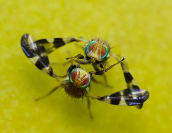 Two Walnut Huskflies Battle it Out for a Territory thumbnail