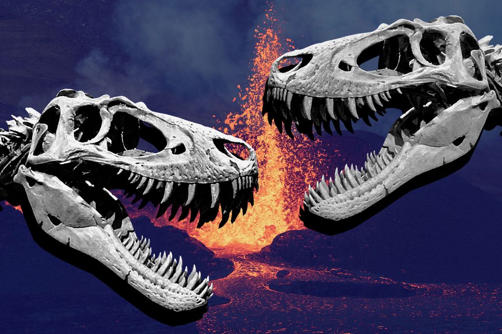 Fighting Tyrannosaurs