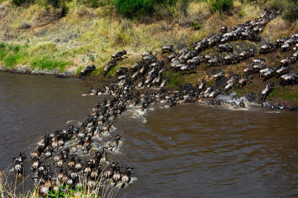 Migration of the Herd thumbnail