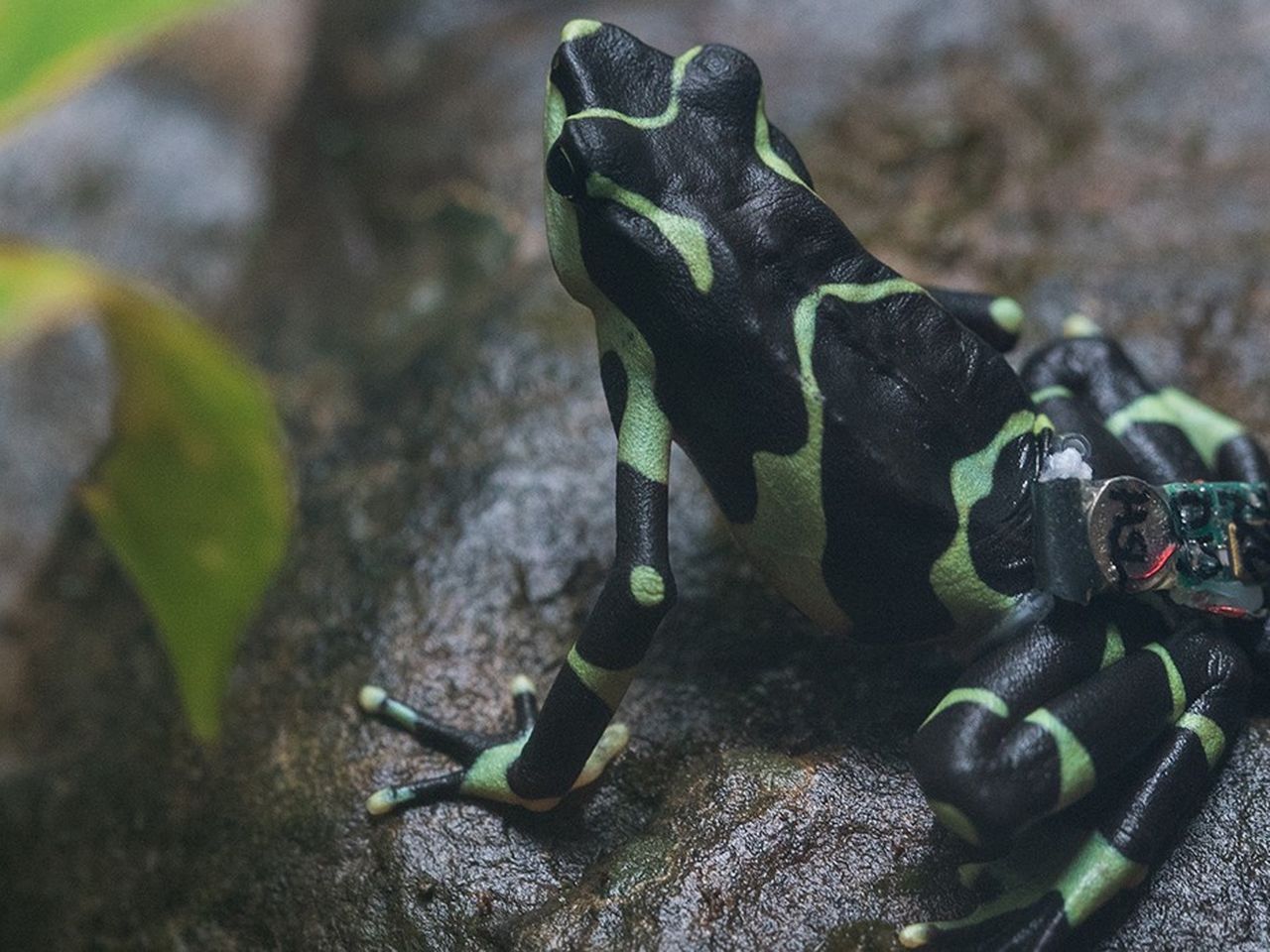 two frogs バラクラバ black and green two frogs バラクラバ black and green two frogs バラクラバ black