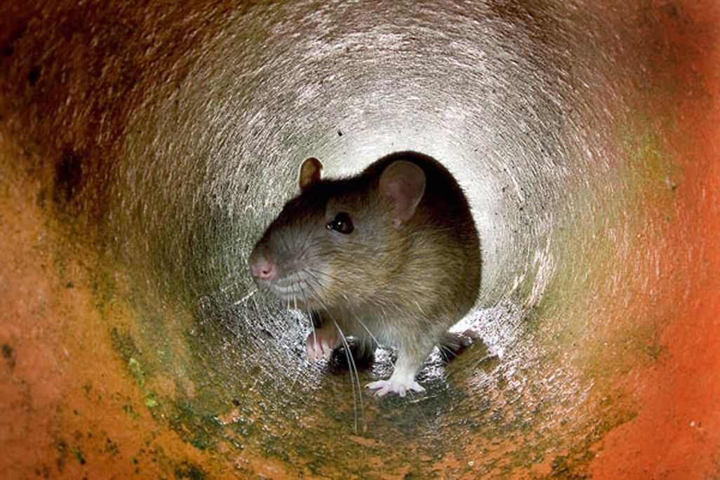 A rat crawling through a pipe
