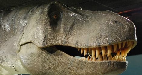 The head of Tyrannosaurus at the Las Vegas Natural History Museum.