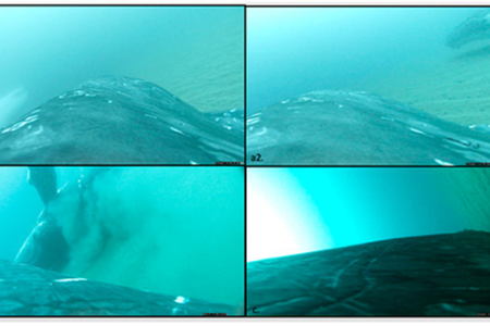 Using suction-cup sensors attached to three humpback whales, researchers captured video footage of the animals rolling around on the ocean floor.