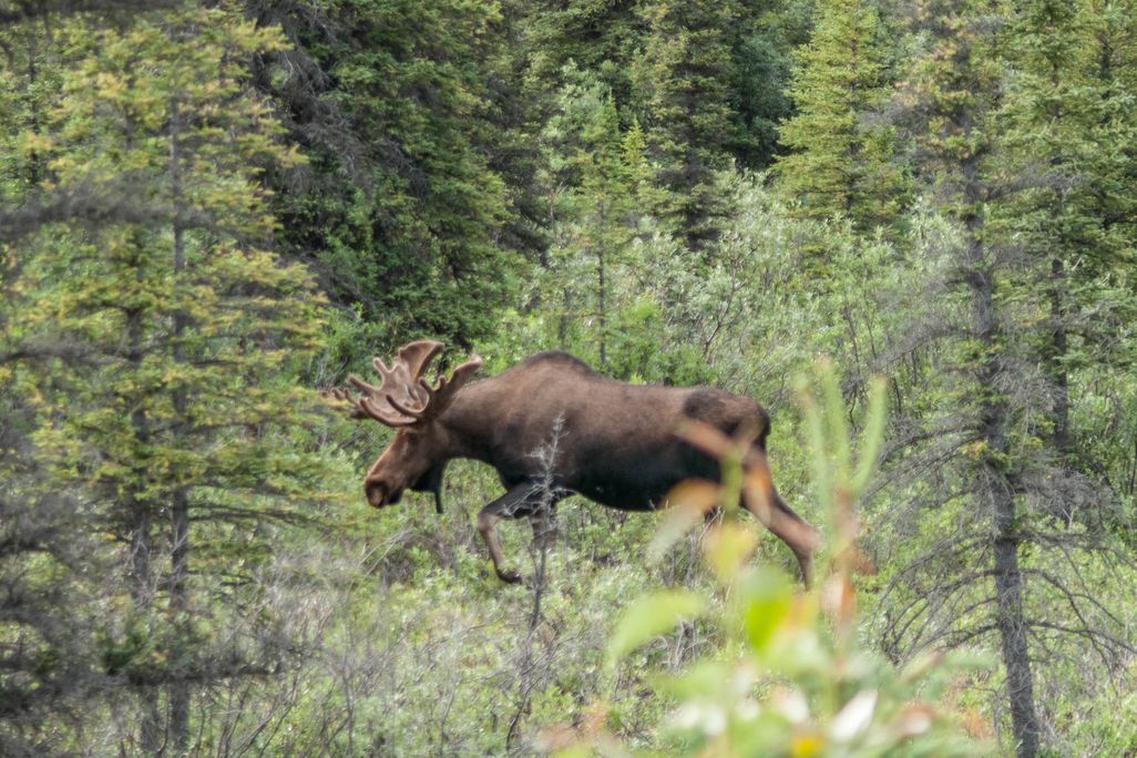 Moose walking in the woods