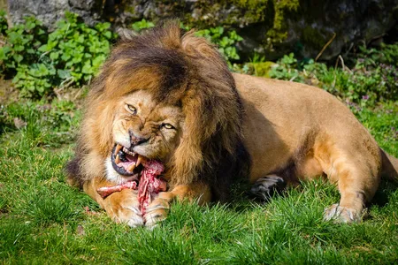 Lions do it. Humans do it. What about extraterrestrials?