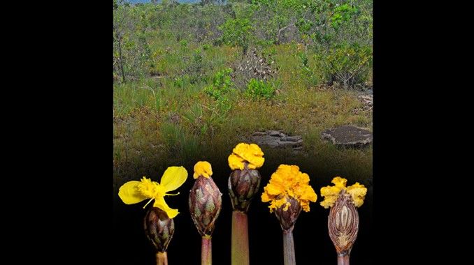 Fusarium xyrophilum fungus and yellow-eyed grass flower