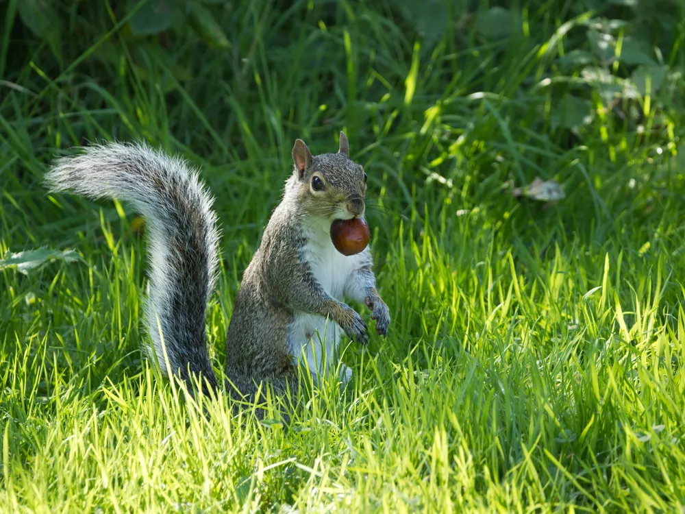 Squirrel - Phil Mitchell.jpg