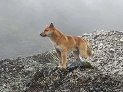 A photo of a highland wild dog in Papua, Indonesia. A new genetic study confirms that these wild dogs are in fact a surviving population of the New Guinea singing dog, which was thought to be extinct in the wild.