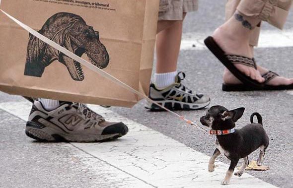 20110520083116bobscaresadog.jpg