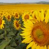 See the Incredible Sunflower Superbloom in North Dakota icon